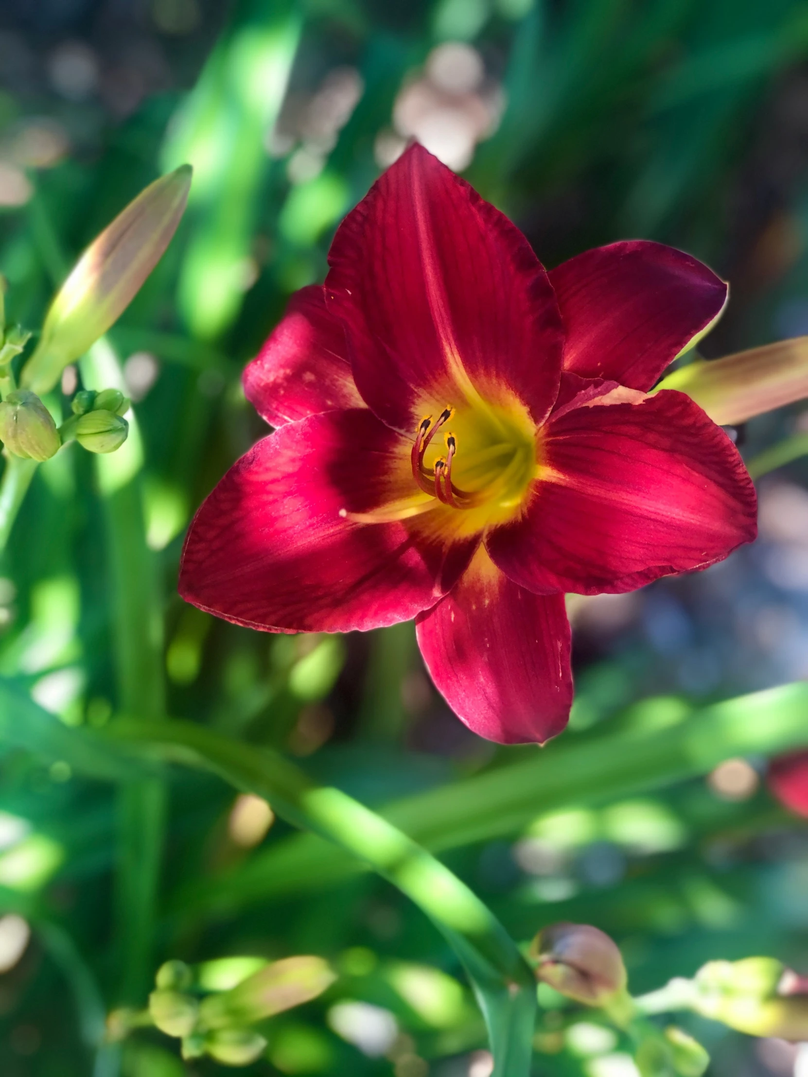 a large red flower with a yellow center