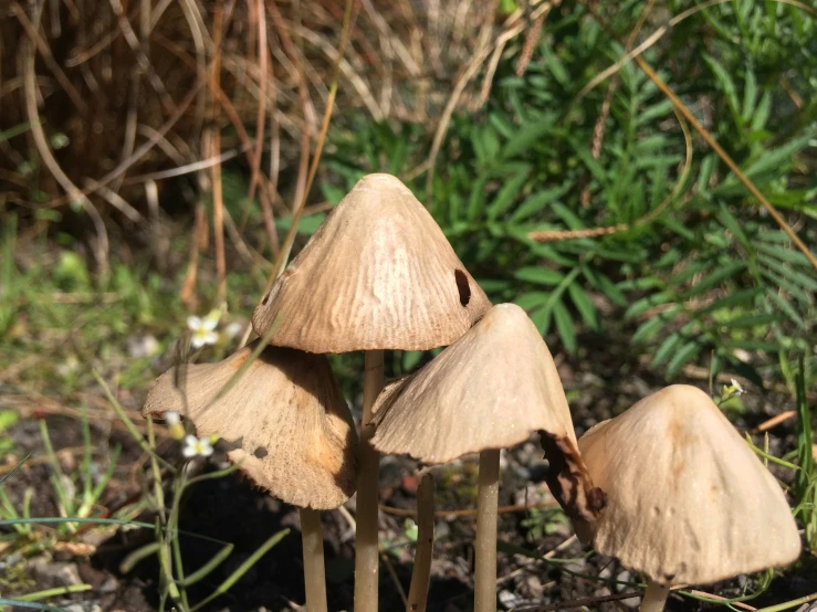four small mushrooms growing on the ground near bushes