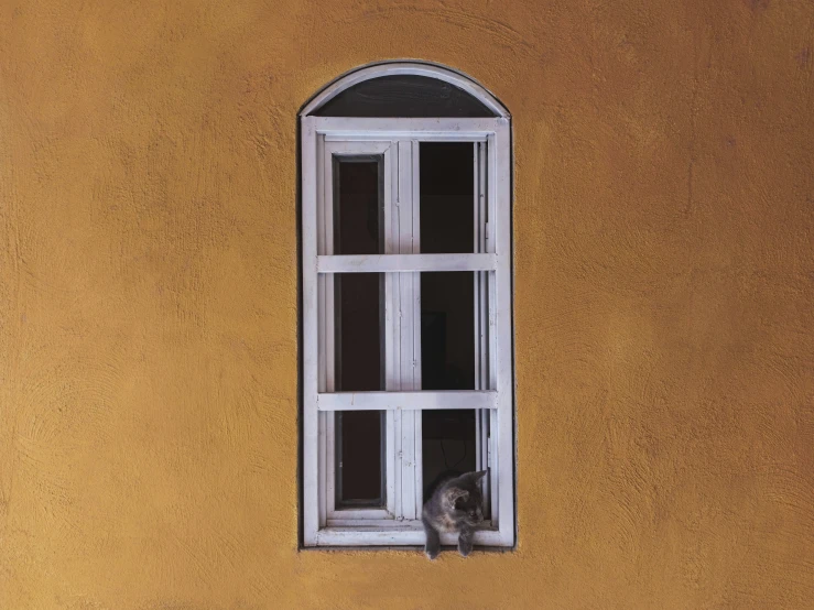 a small cat peeking out of a window