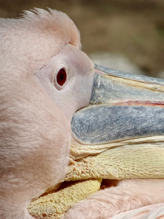 a close - up view of a pink bird's face