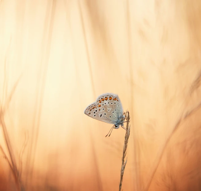 blue erfly sitting on a stalk of grass