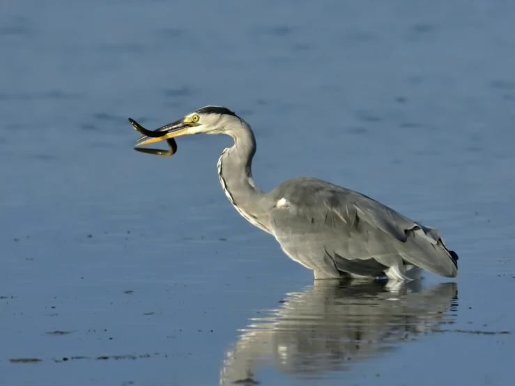 a bird holding up a fish in its mouth