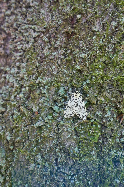 a leaf sitting on top of a moss covered tree