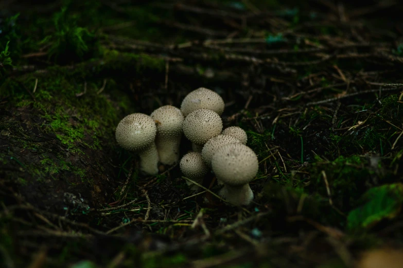 a group of mushrooms that are in the grass