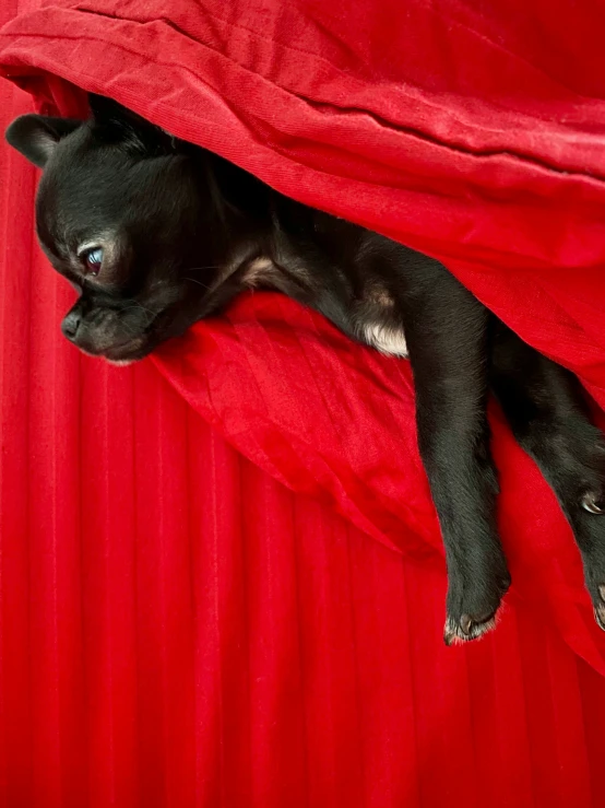 a black dog is peeking out from under a blanket