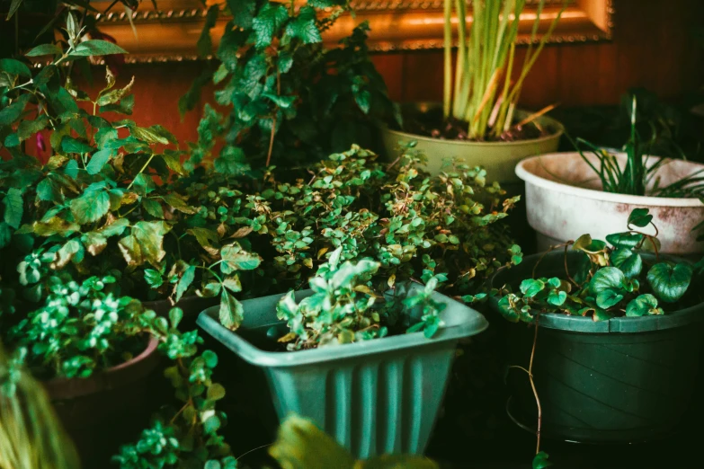 a room filled with pots containing potted plants