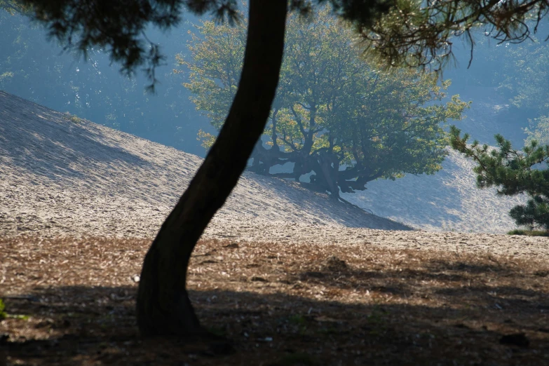 trees stand in a field with hills in the background