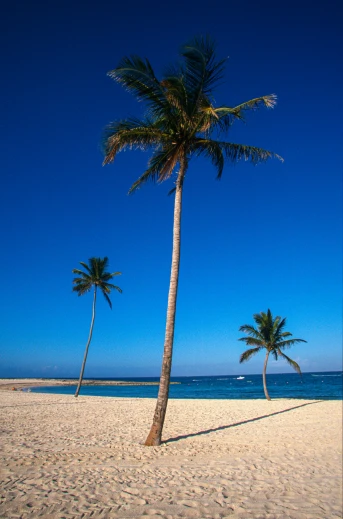 there are palm trees on the beach near the water