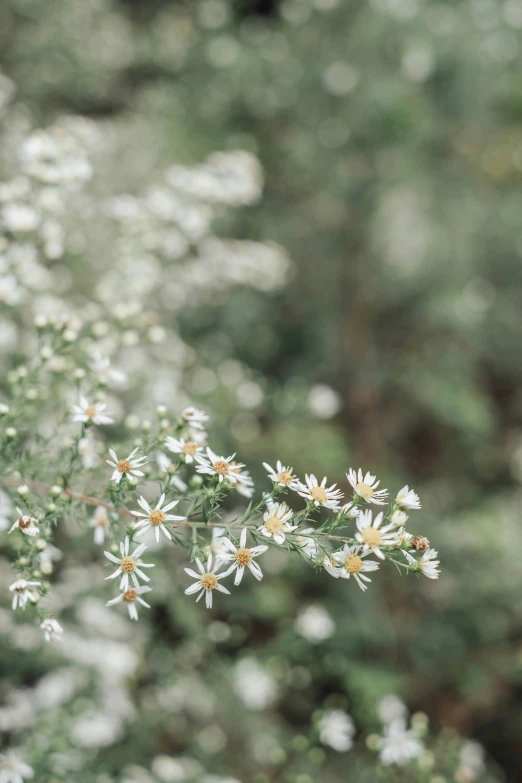 wildflowers blooming from the ground in an area filled with green foliage