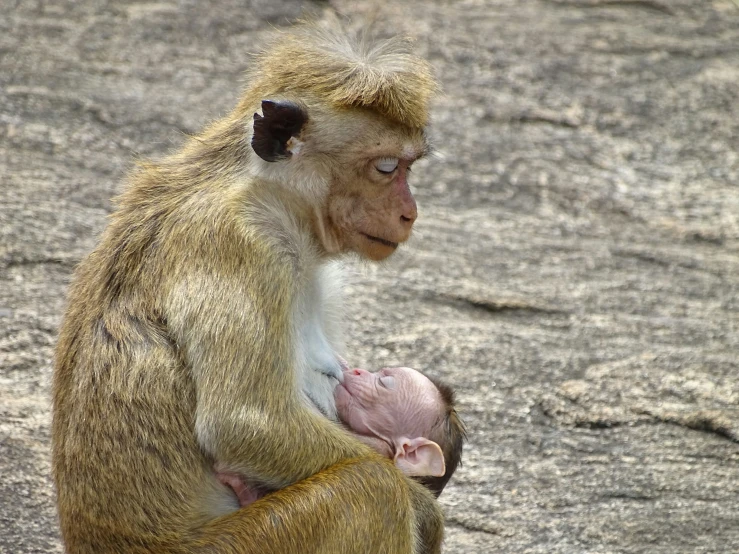 a small monkey holds the back of a baby