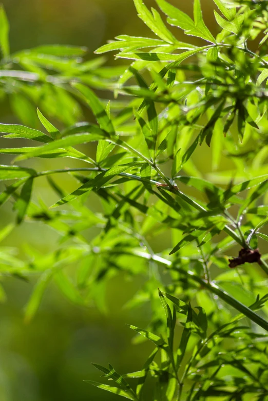 a green and black plant is surrounded by leaves