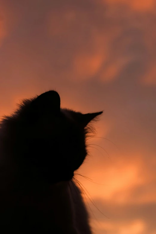 a cat is looking at the sky as the sun sets