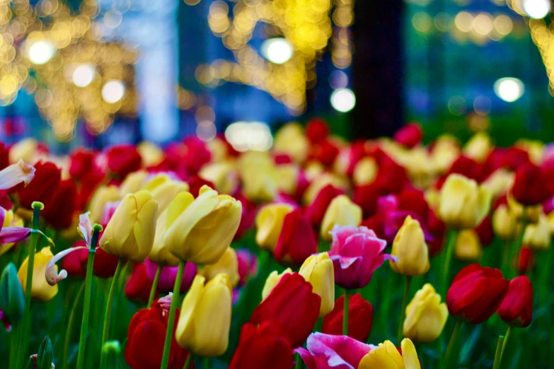 a field full of tulips with a christmas light in the background