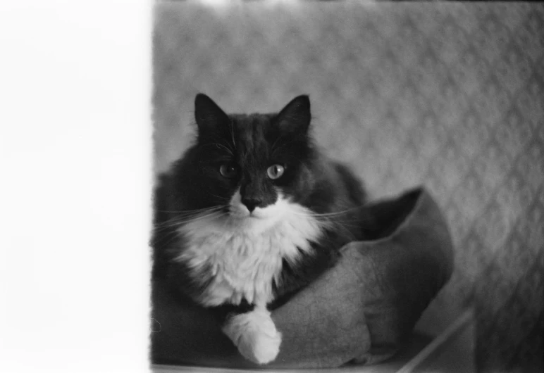 black and white cat is sitting on the edge of a chair