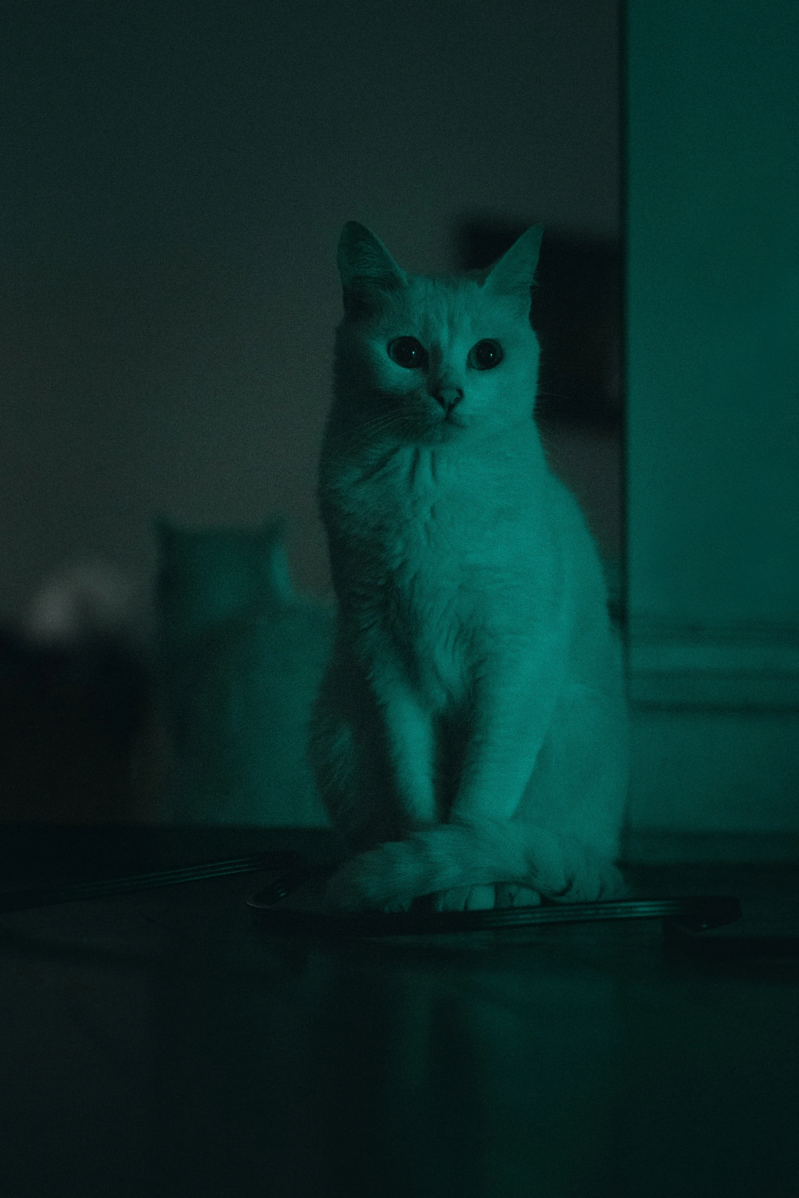 an animal sitting in the dark, with lights on