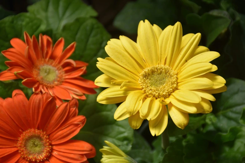 three bright yellow and orange flowers in a garden