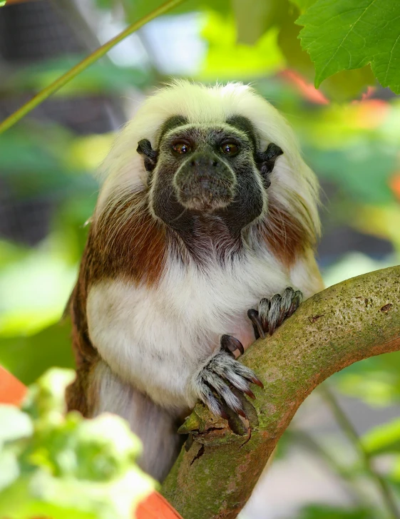 a small monkey sitting on the nch of a tree