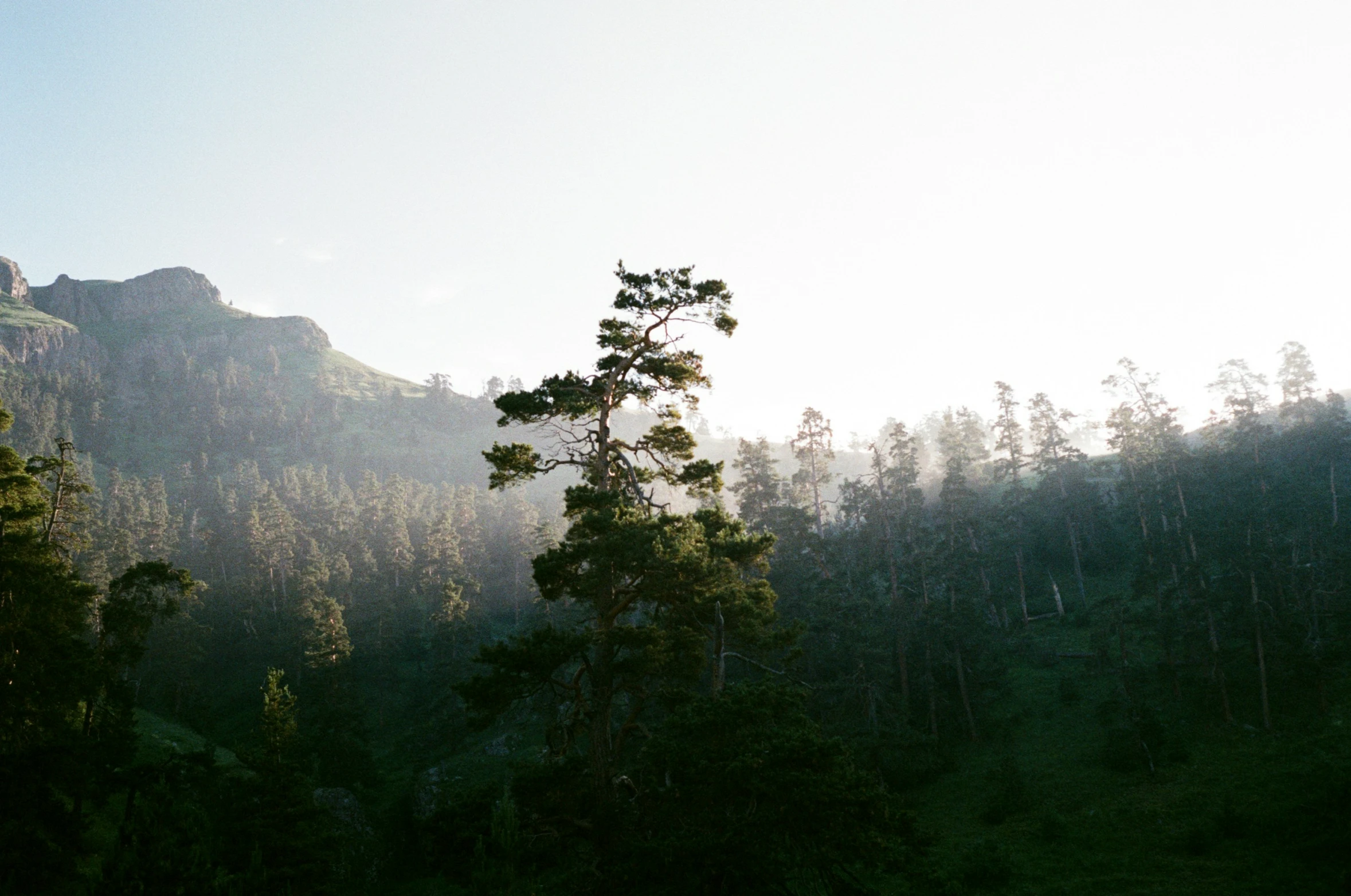 some trees are near a mountain in the sunshine