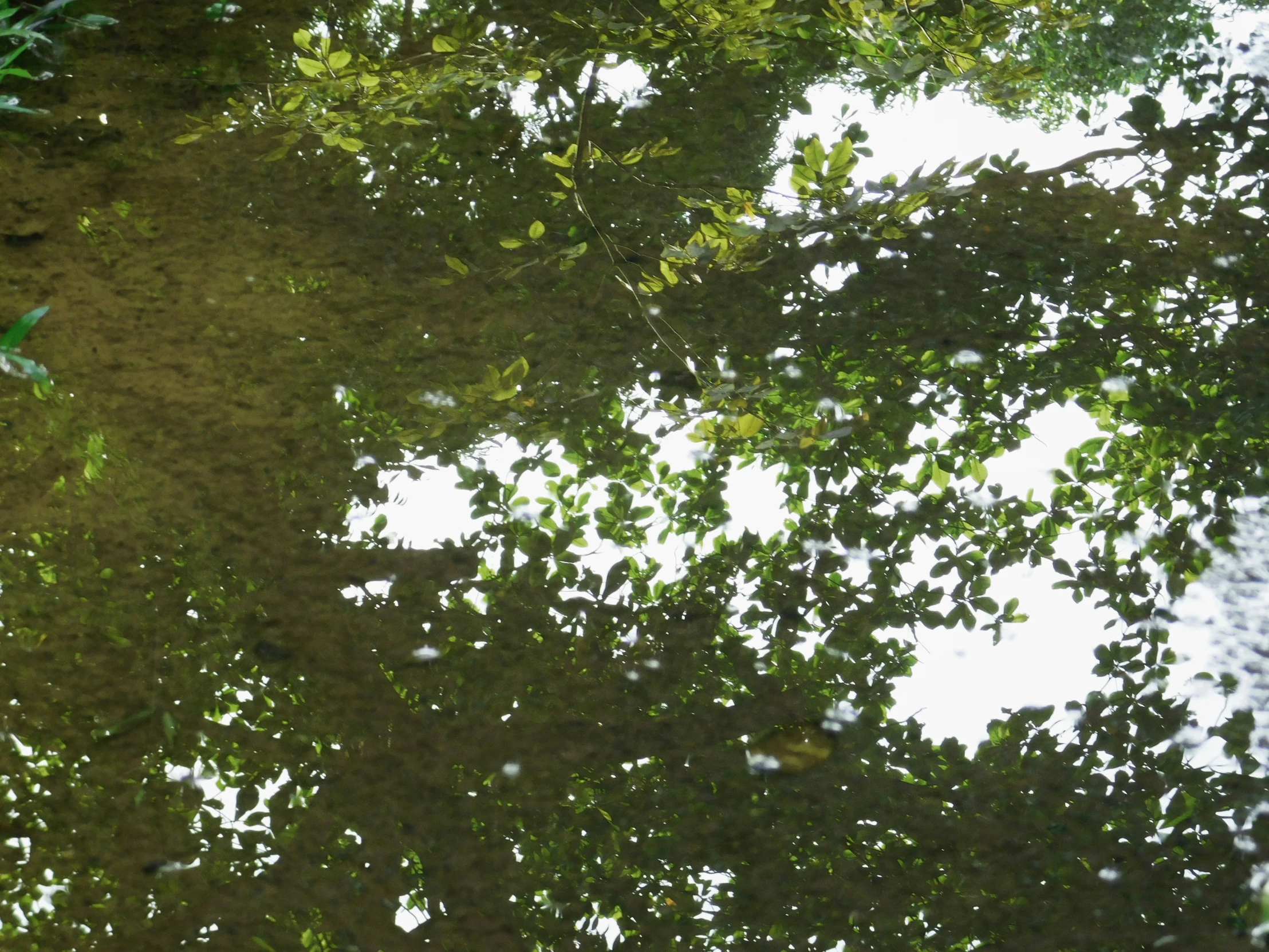 reflection of leaves in a water dle on the ground