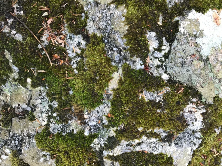 moss growing on the rock surface is very beautiful