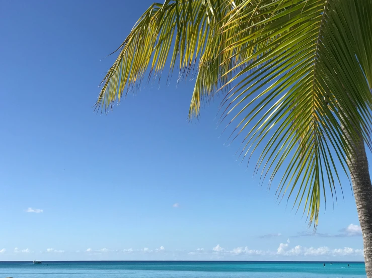 a tree that is next to the beach