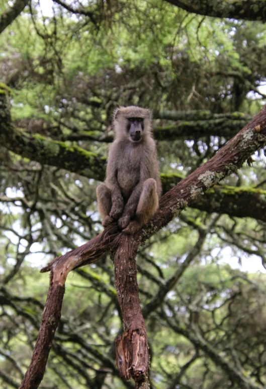 a monkey is sitting in a tree and looking in the distance