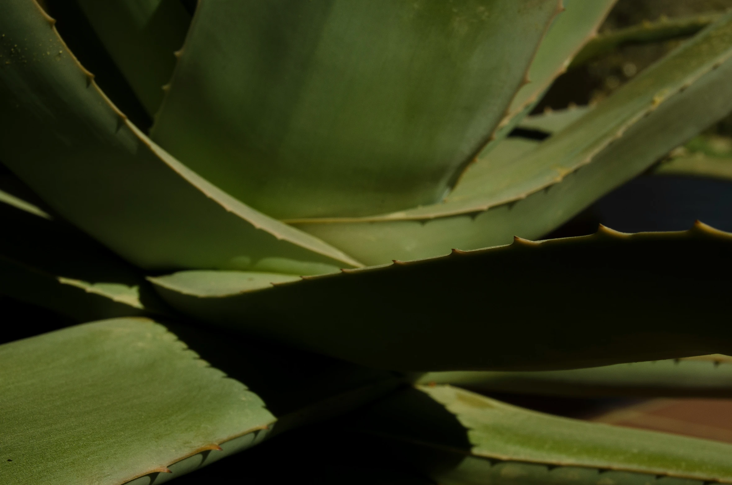 large green plant with leaves at full display