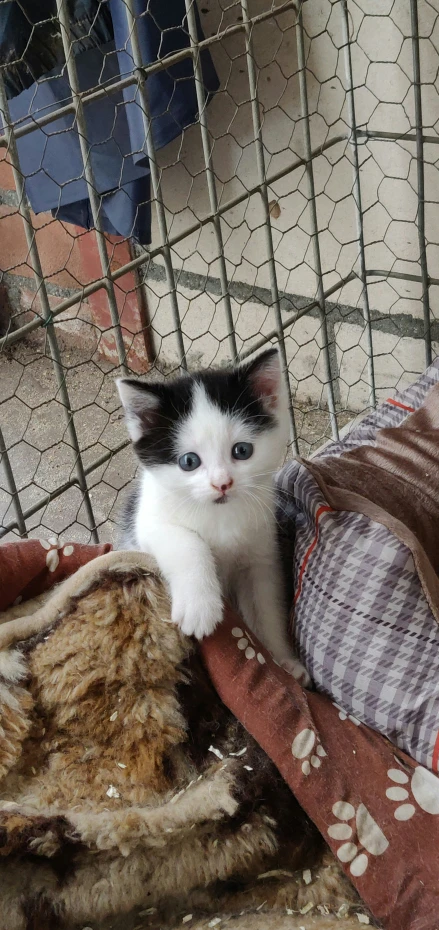 a black and white kitten sitting in its cage with pillows