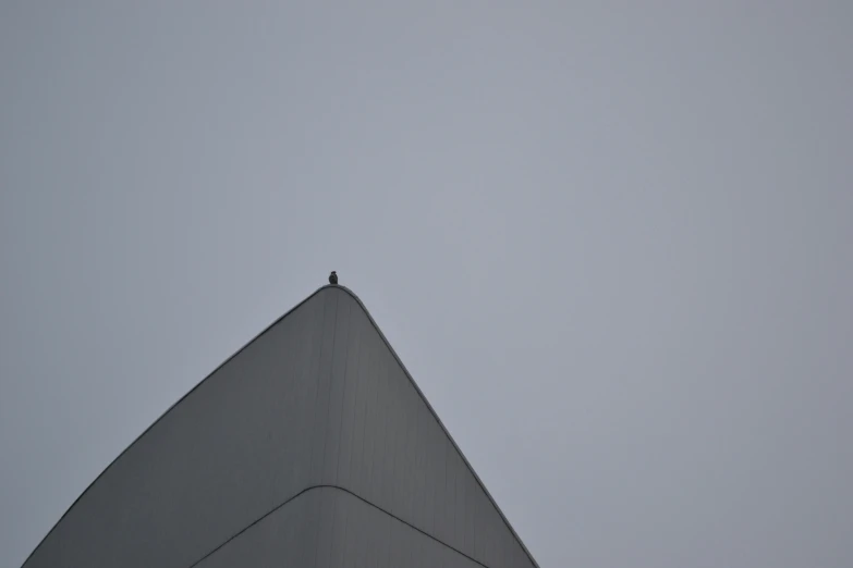 a bird stands atop an overcast gray roof