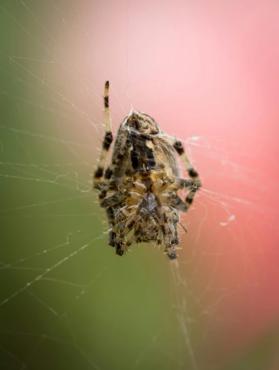 a large brown spider with black stripes hanging upside down