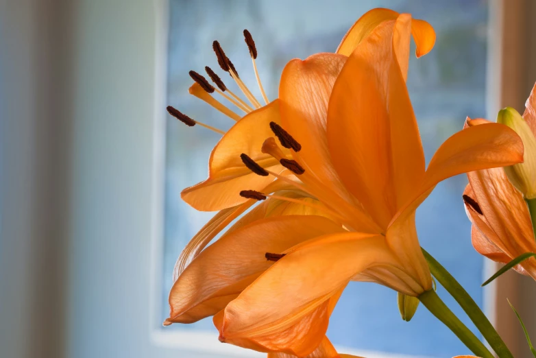 two flowers in a vase with some water