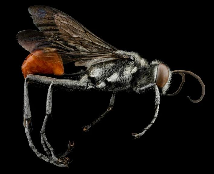 a fly with an orange on it's tip is seen