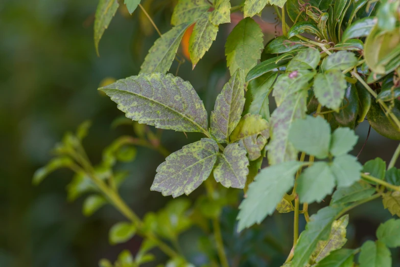 green leaves and nches in the morning light