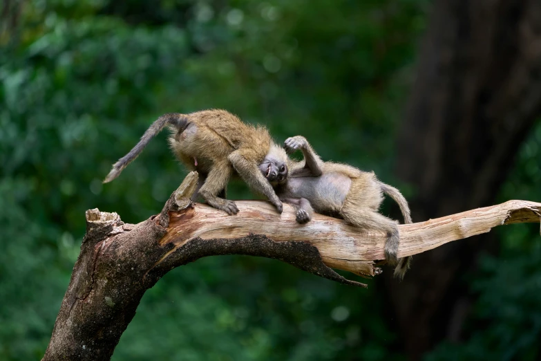 a mother and baby monkey playing on a nch