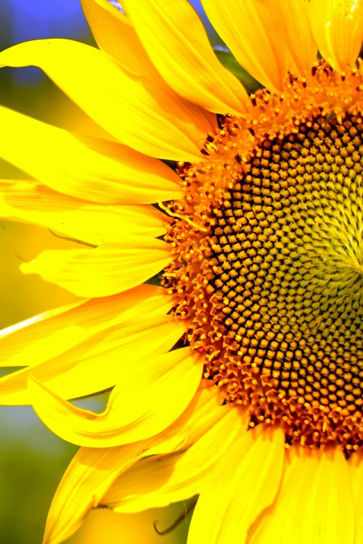 the center of a sunflower in the foreground