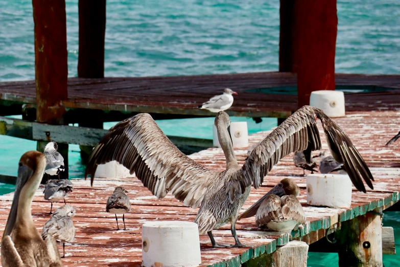 pelicans are perched on posts near water