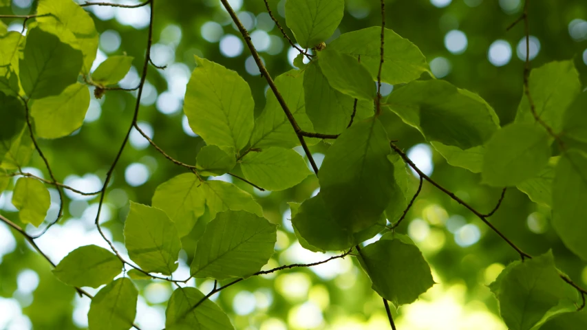 green leafy nches in the sunlight on a sunny day