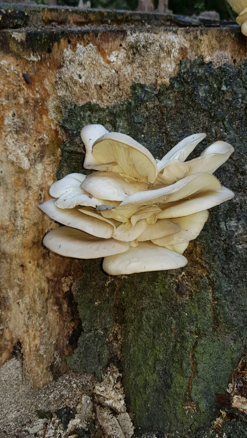 an oyster on a moss covered rock under a bridge