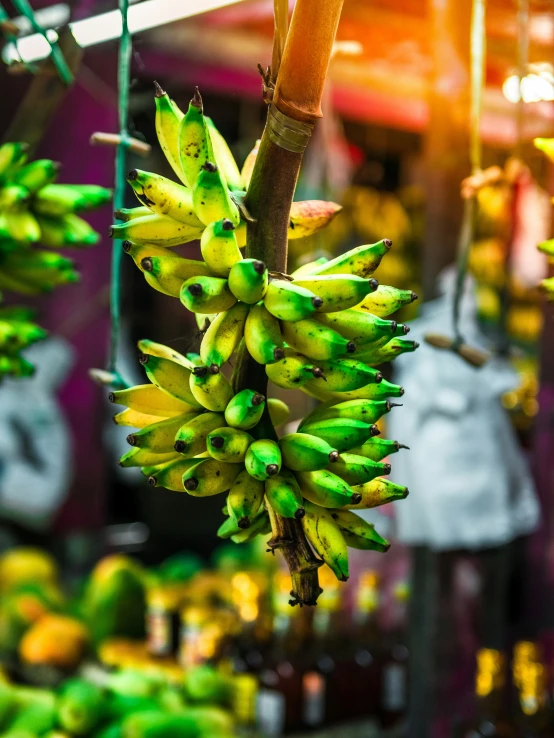 several bananas are hanging from some stalks of banana trees