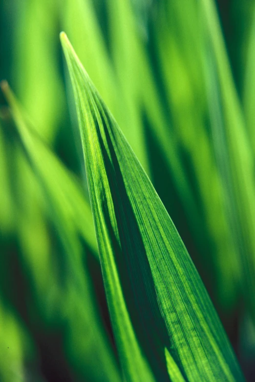 the top of a green grass stem