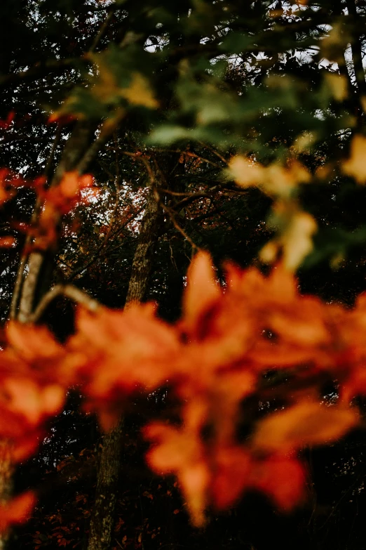 the tree is covered with lots of red leaves