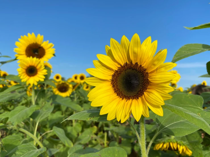 many yellow sunflowers with sky in background