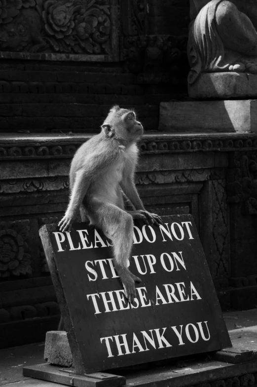 black and white pograph of monkey in front of buddha statue with sign