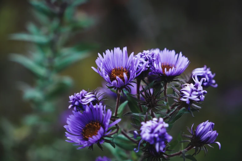 a close up of some purple flowers in bloom