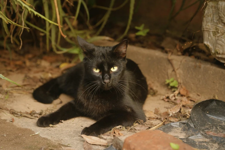 a black cat laying in the sun by itself