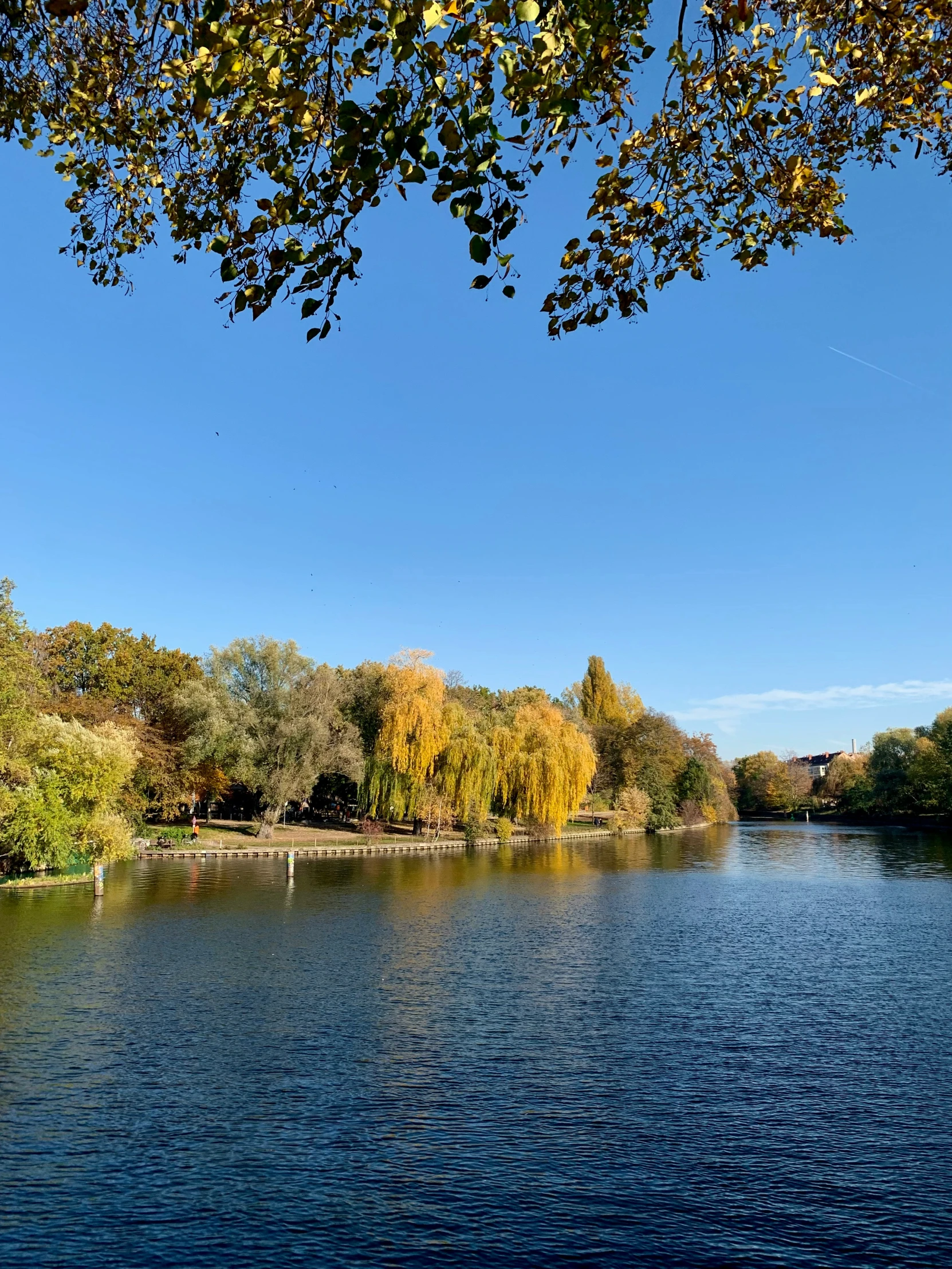 a river with several trees and a bridge over it