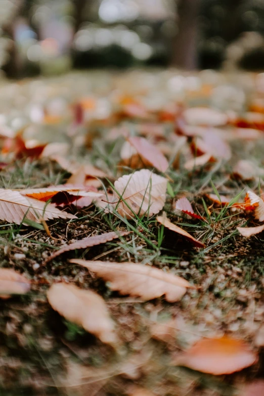 many colorful leaves are lying on the ground