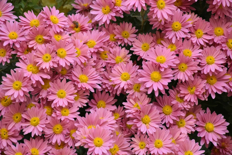 the pink flowers are blooming in many different colors