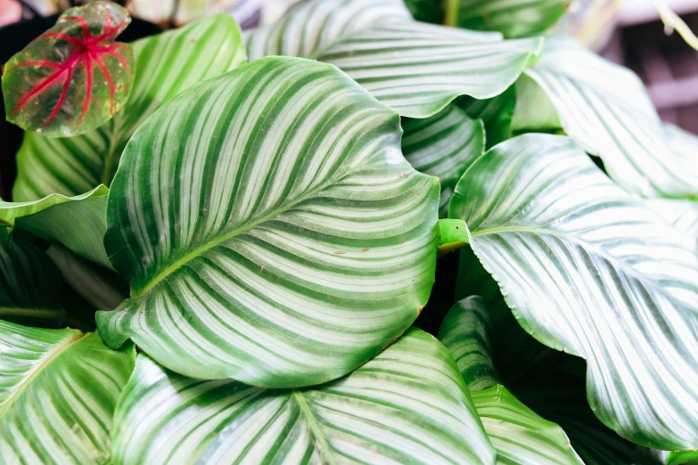 green and white leaves, close up