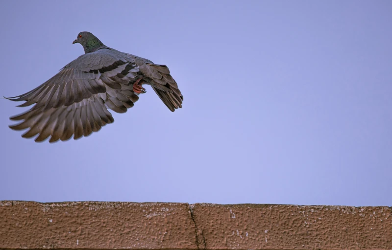 a bird with its wings spread is flying